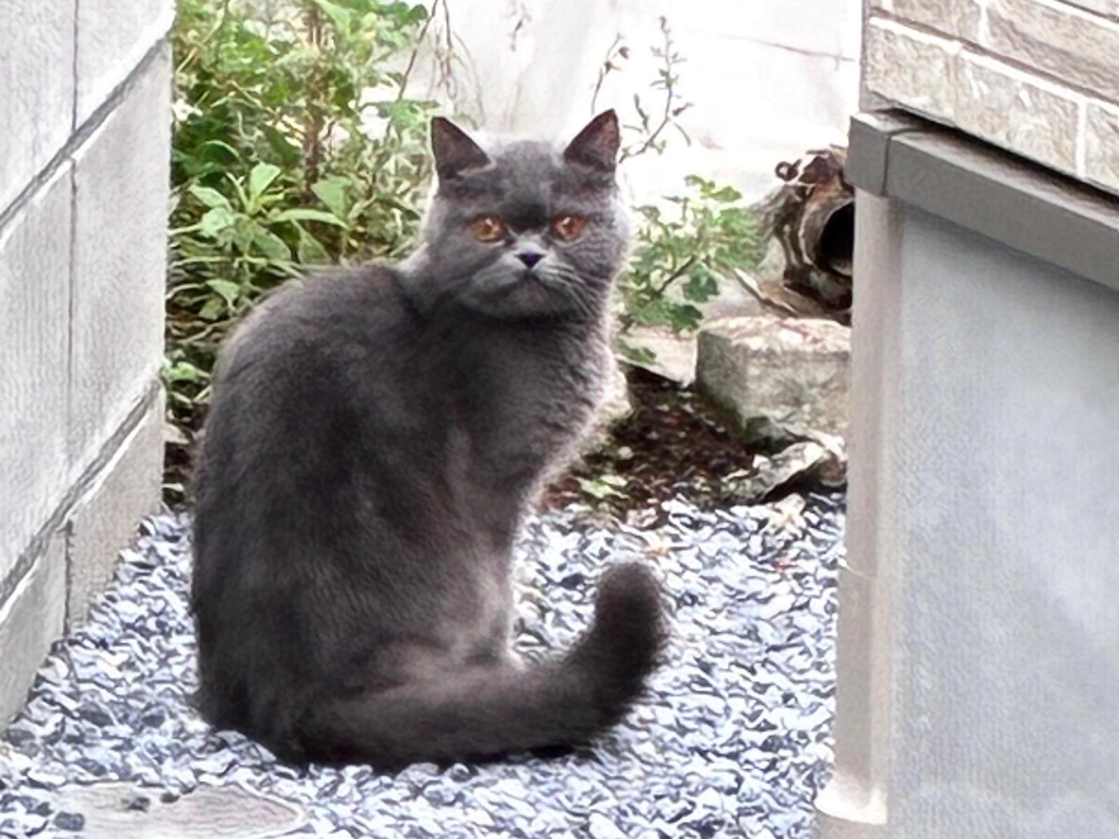 目撃された猫