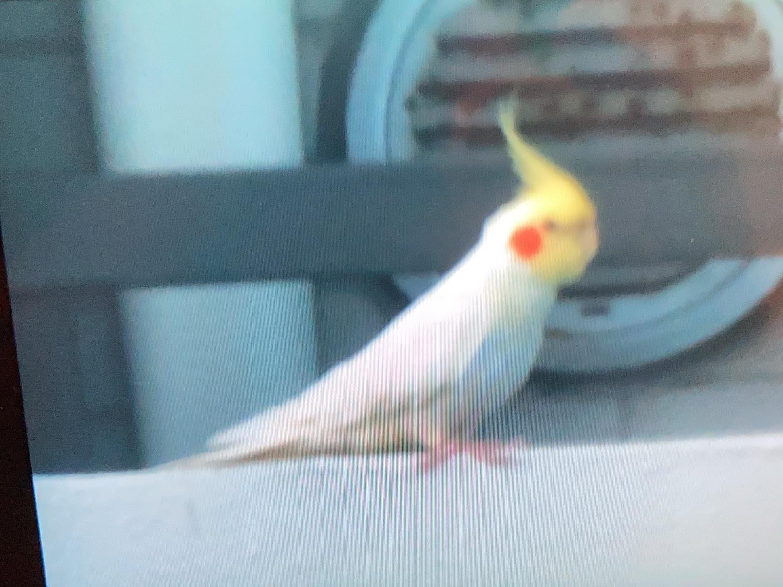 目撃された鳥 目撃された鳥
