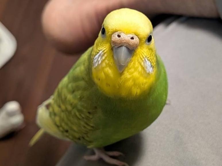 リンちゃん リンちゃん