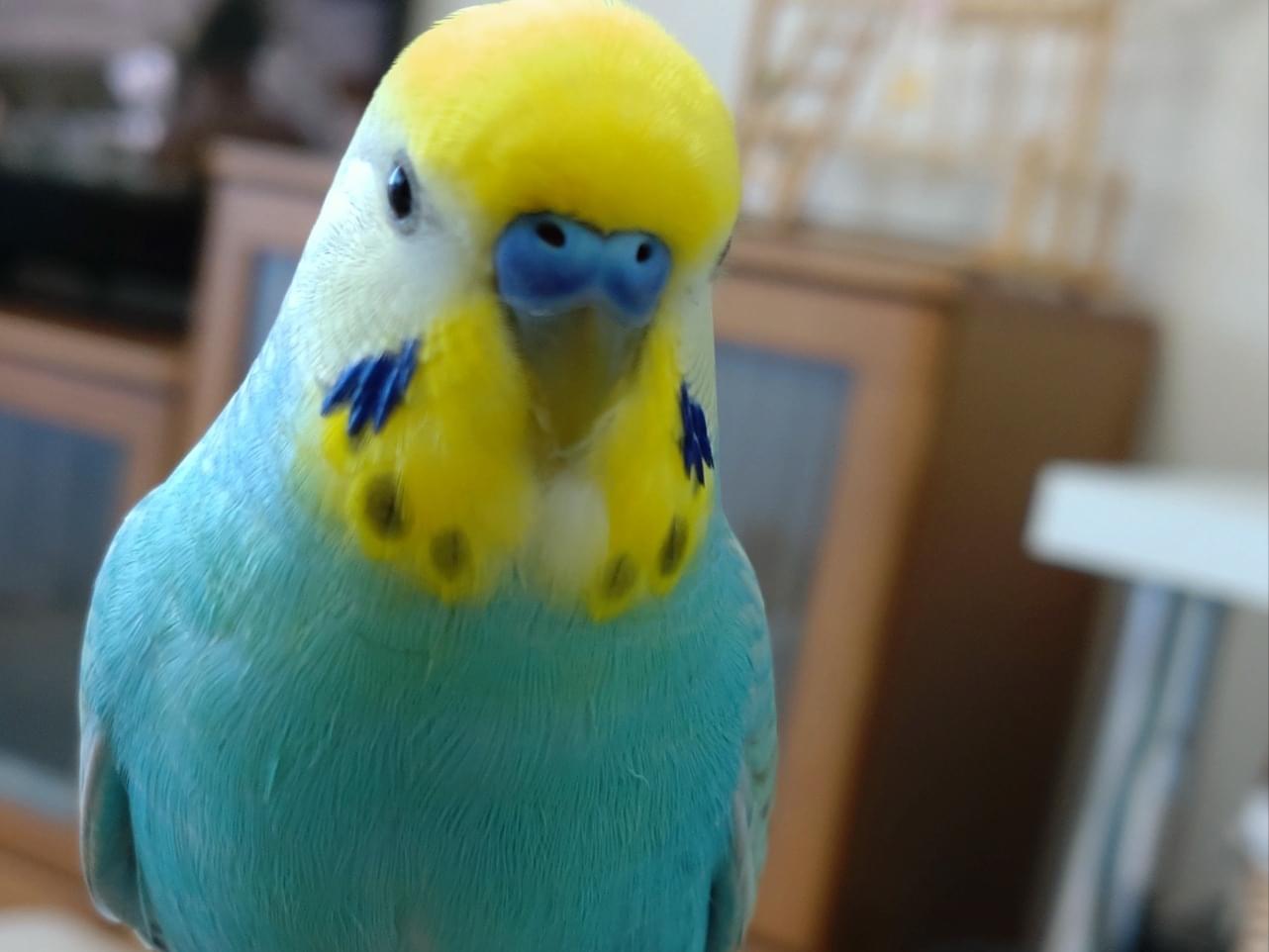 らんちゃん らんちゃん