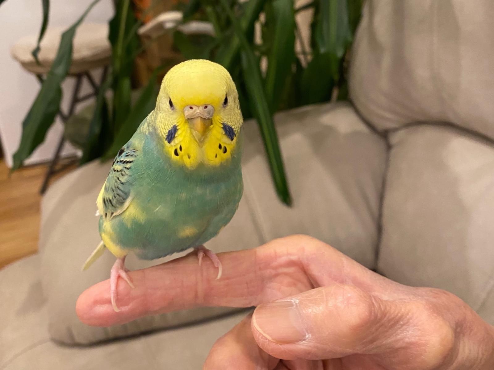チビちゃん