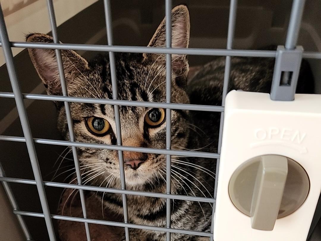 保護された猫 保護された猫