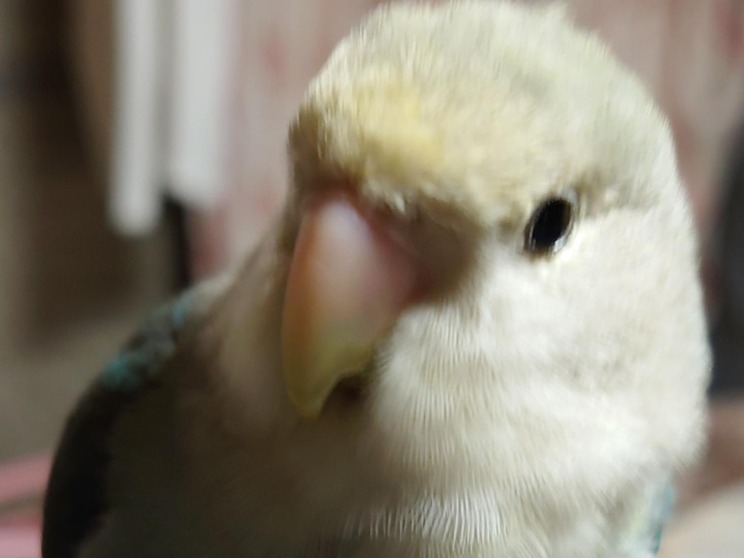 リュウちゃん リュウちゃん