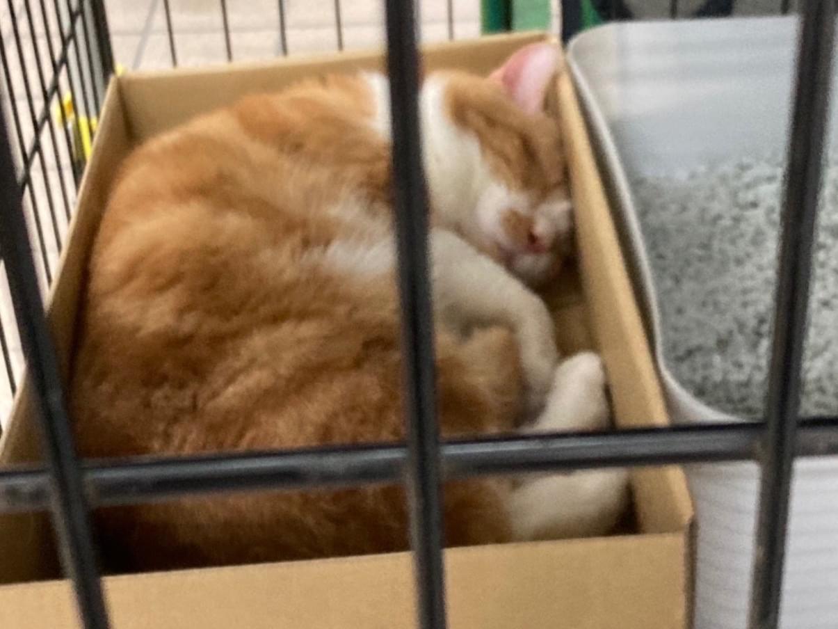保護された猫