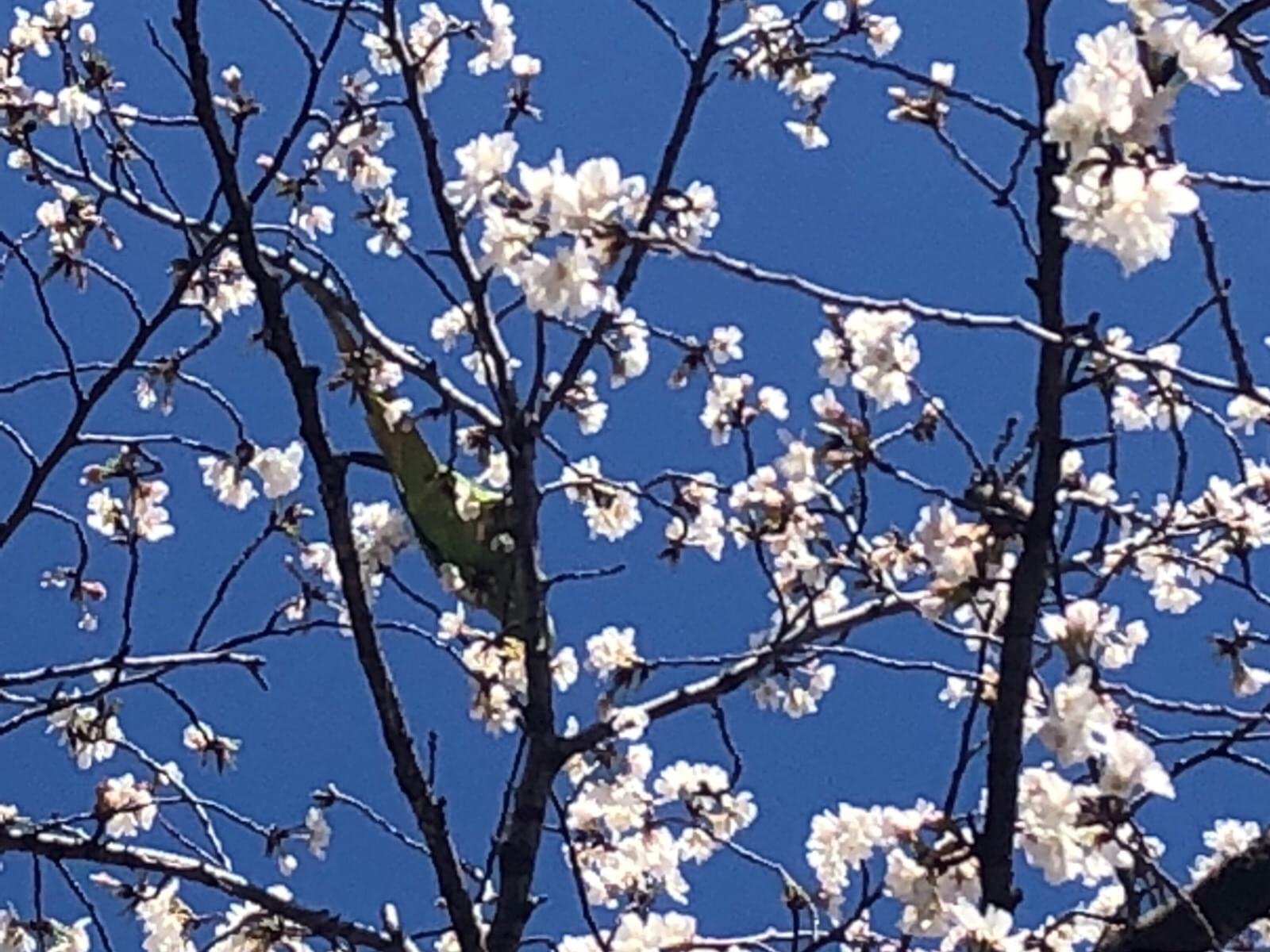 目撃された鳥 目撃された鳥
