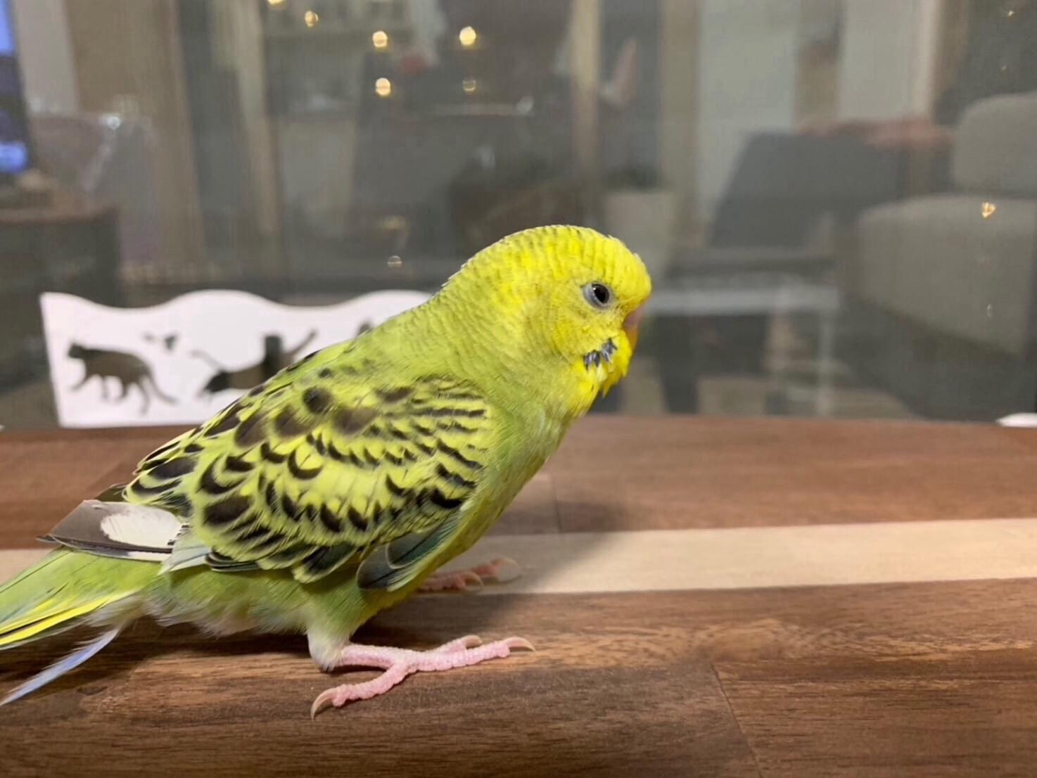 こうちゃん こうちゃん