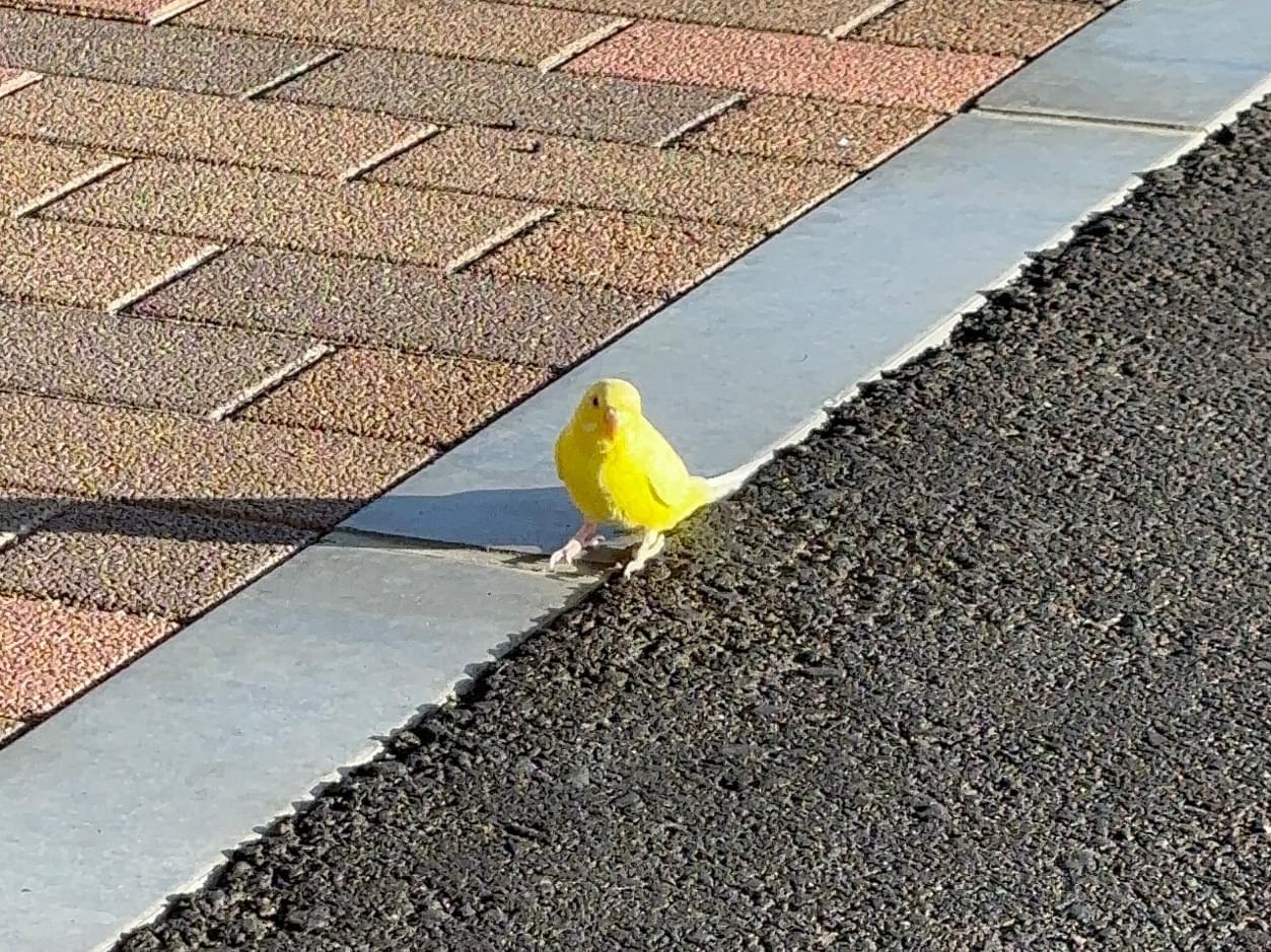 目撃された鳥 目撃された鳥