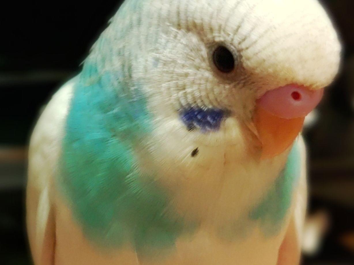 そらちゃん そらちゃん