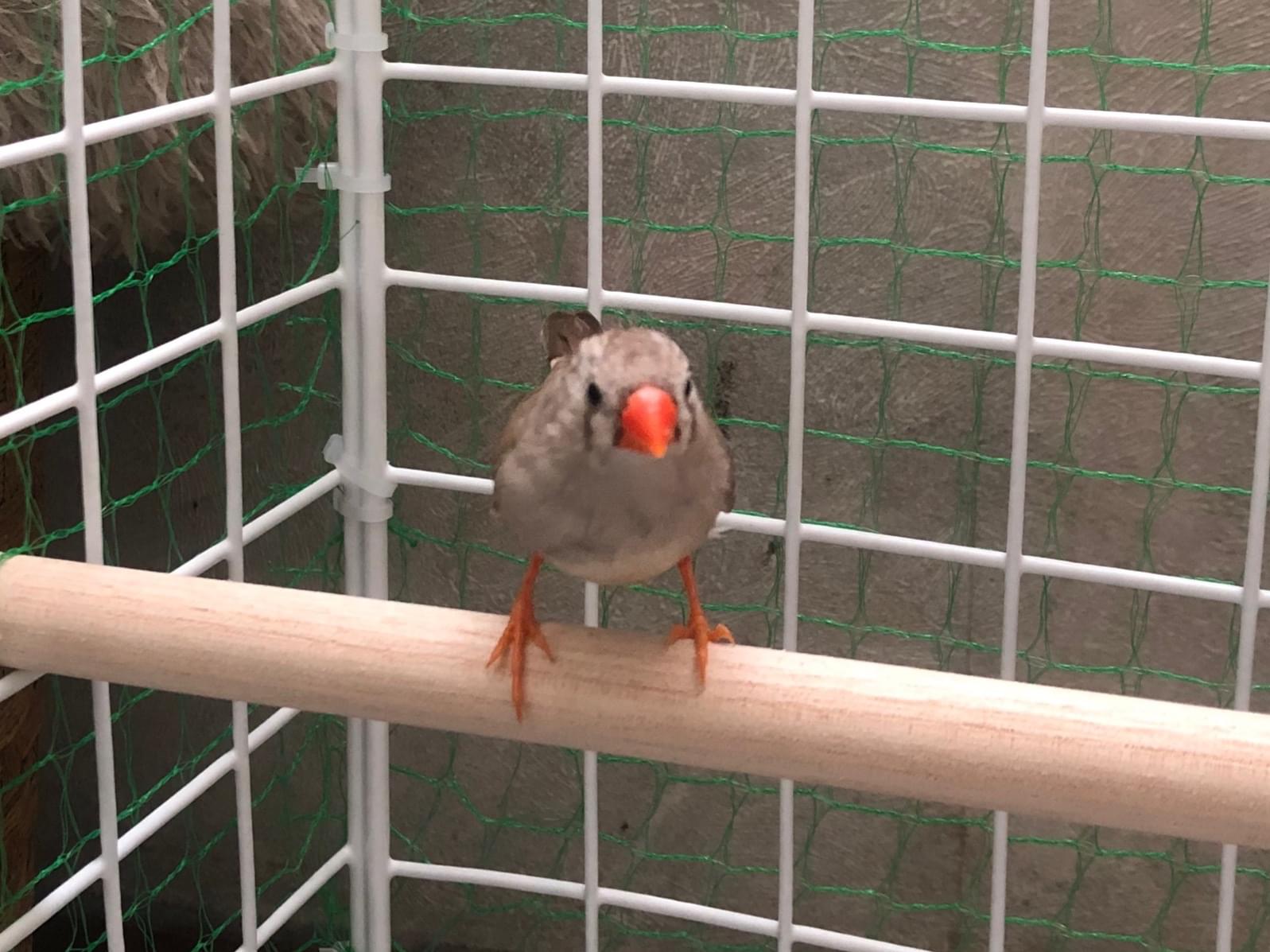 保護された鳥 保護された鳥