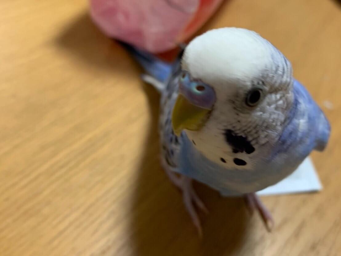 ももちゃん ももちゃん