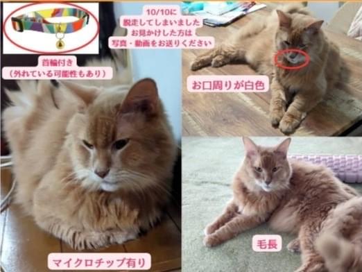 ラテくんちゃん ラテくんちゃん