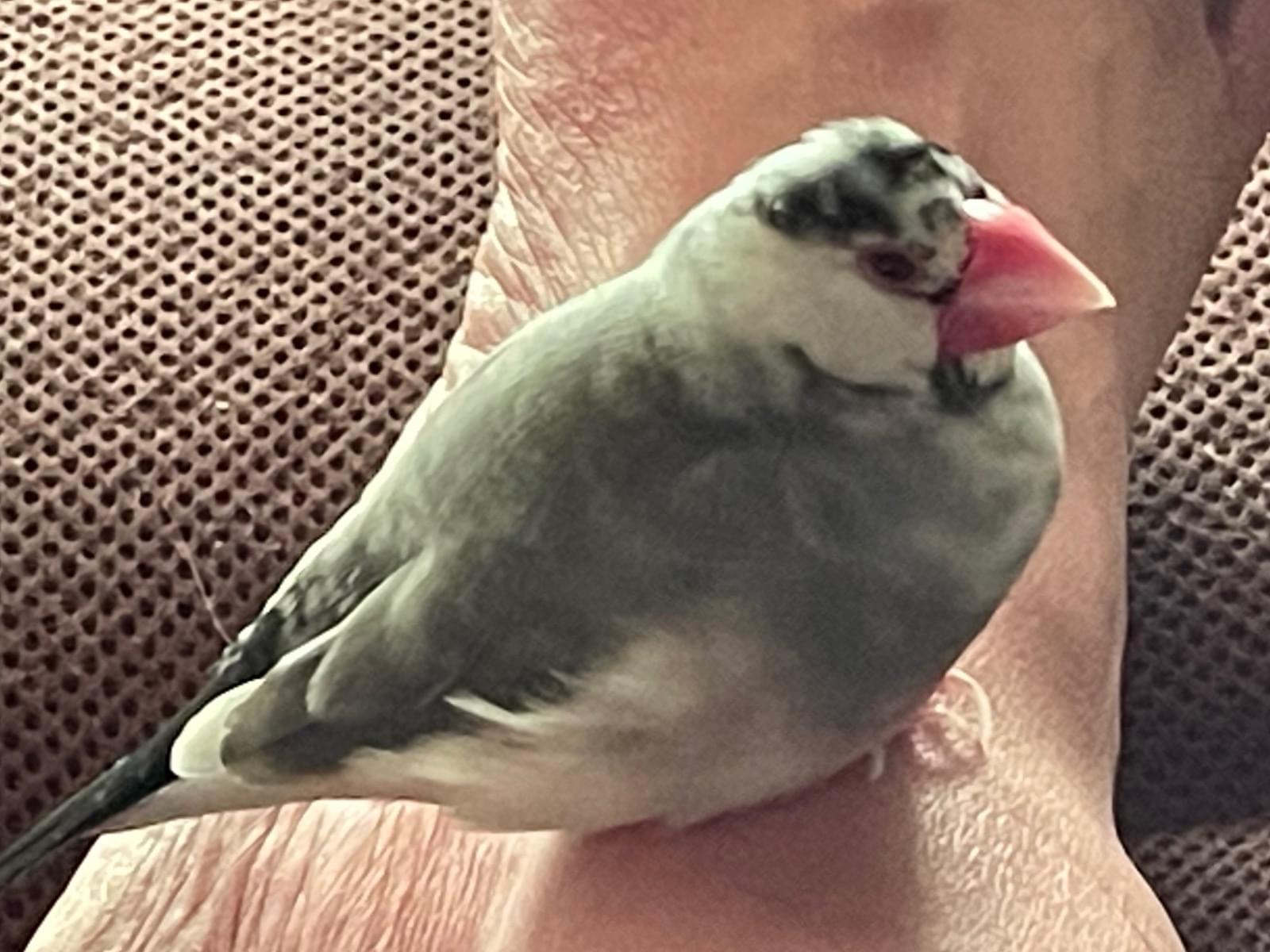 つくねちゃん つくねちゃん