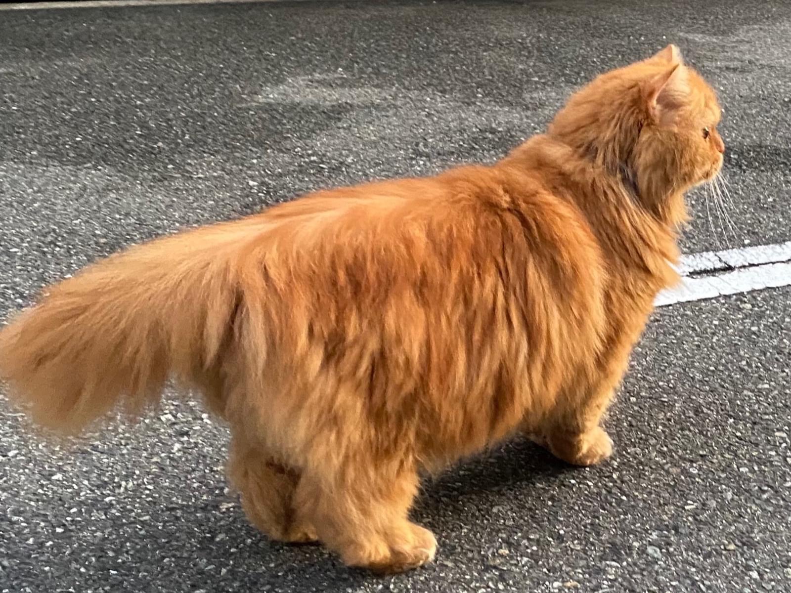 目撃された猫 目撃された猫
