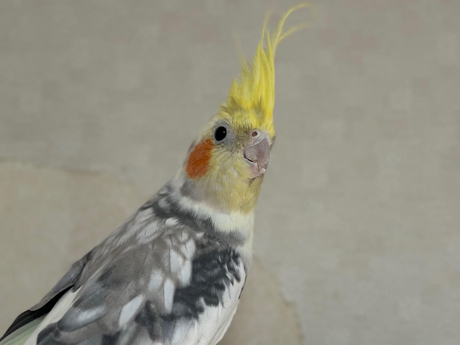 ルルちゃん ルルちゃん