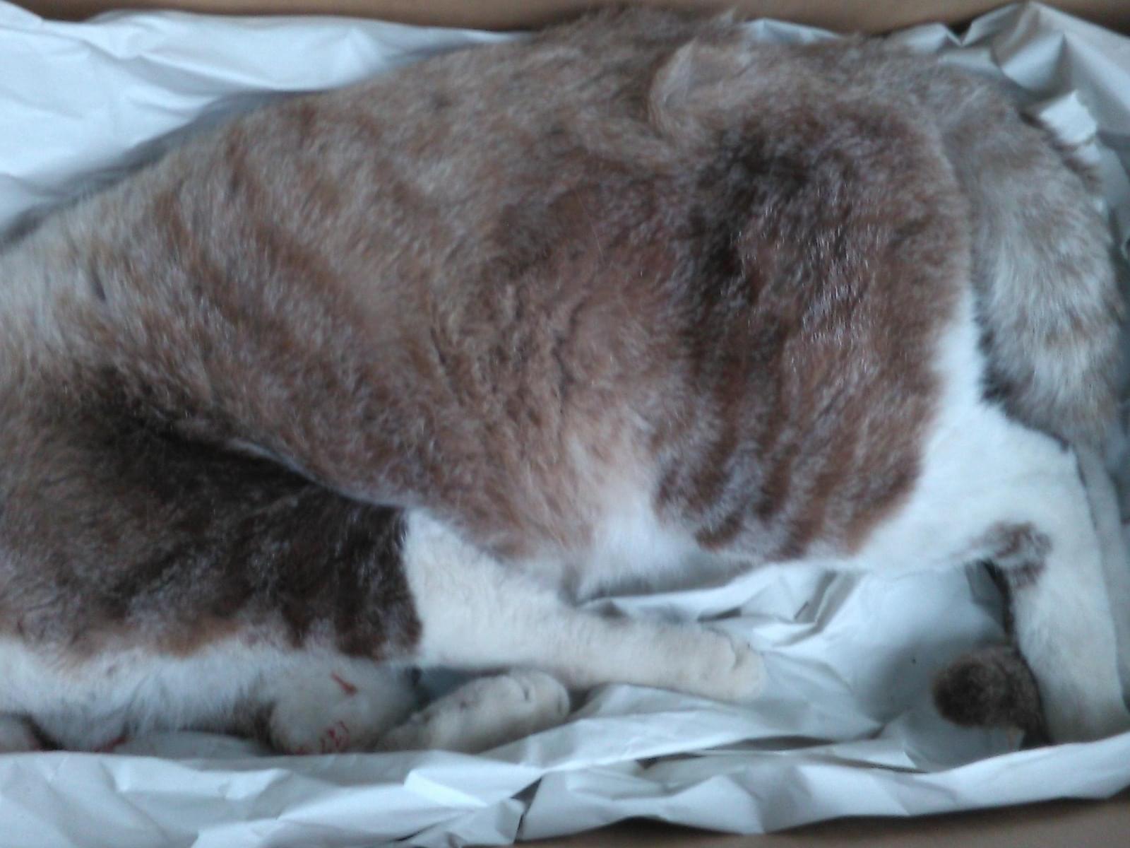 目撃された猫