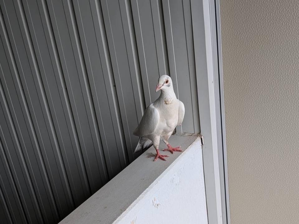 目撃された鳥
