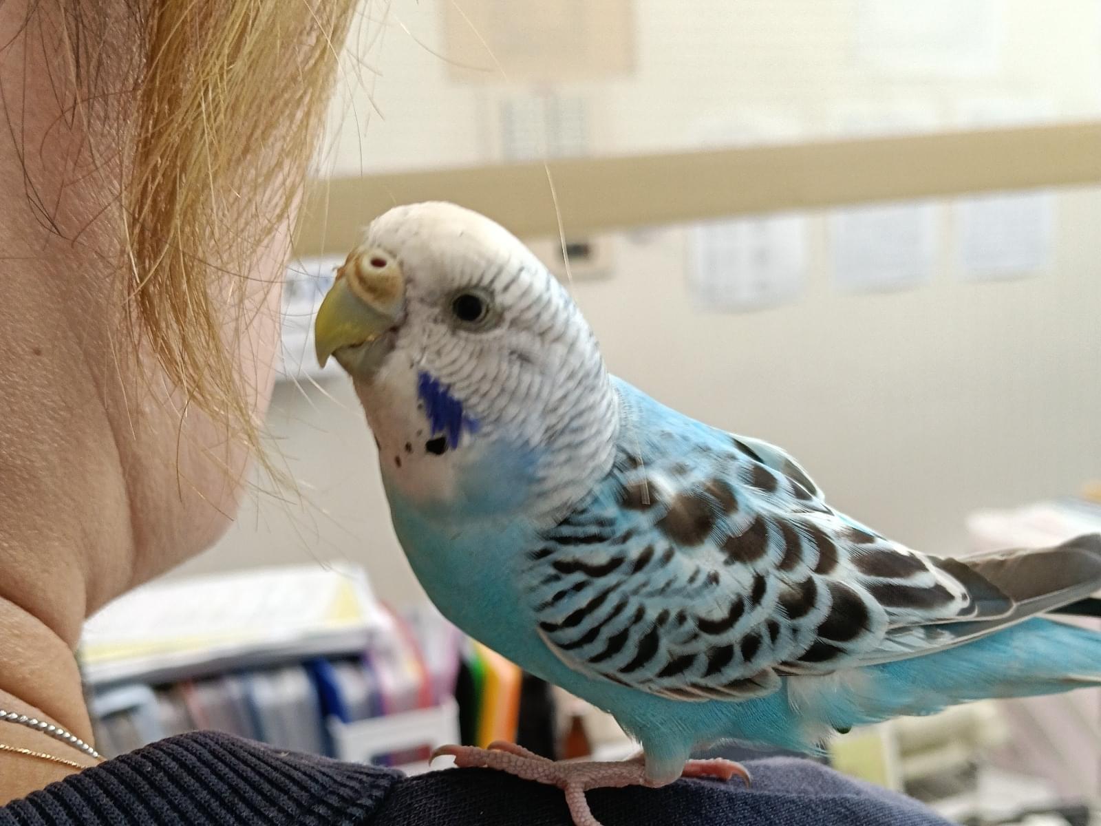 保護された鳥 保護された鳥