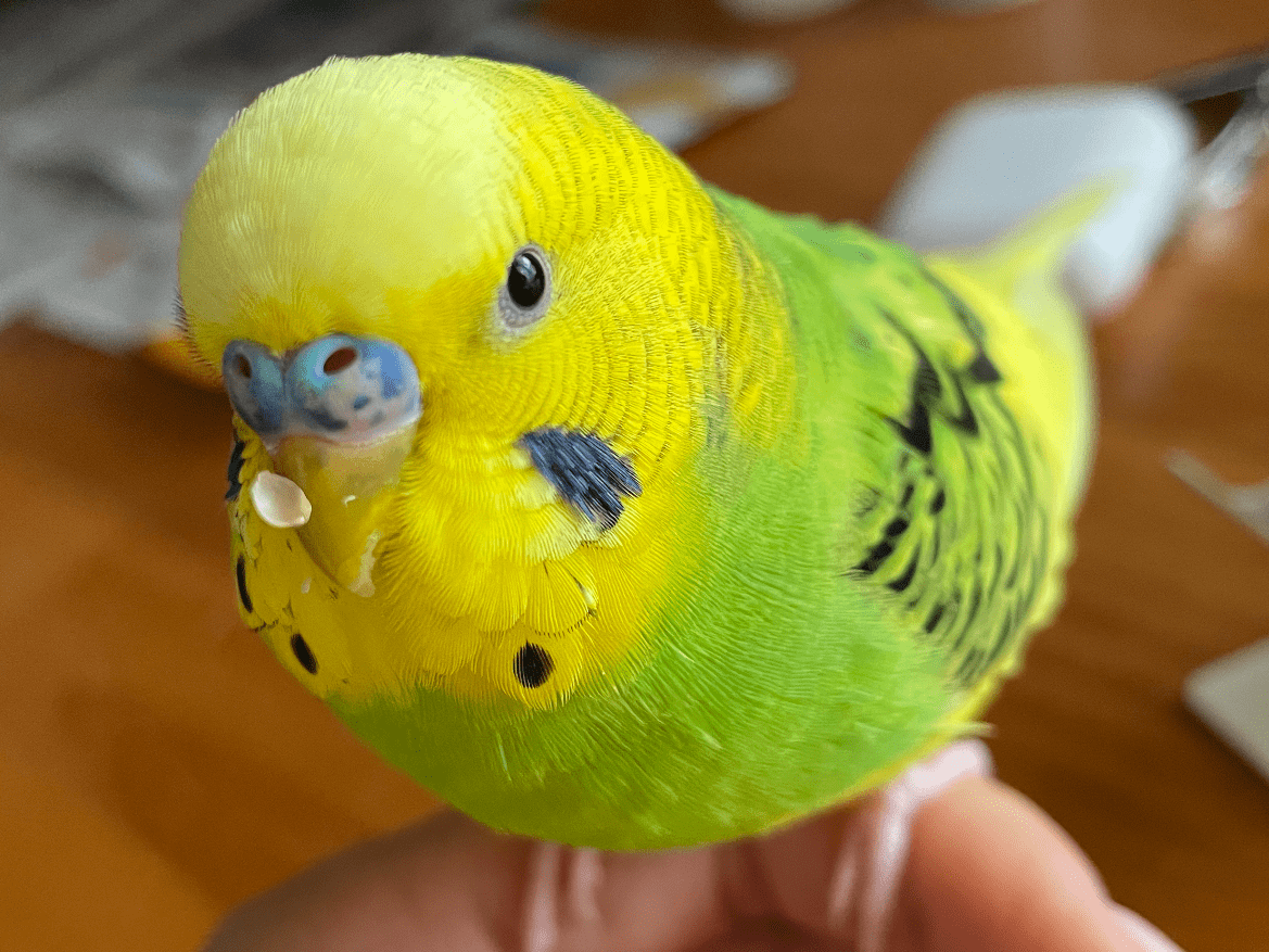 まめちゃん まめちゃん