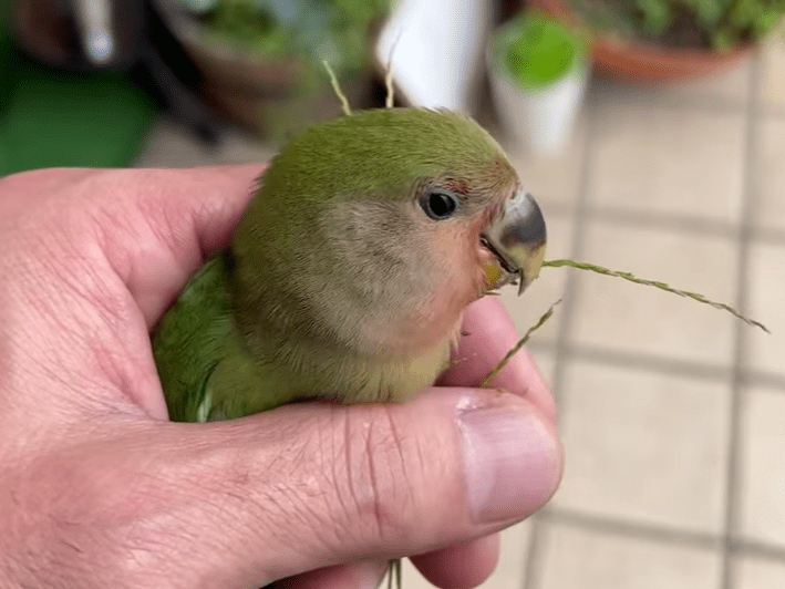 保護された鳥 保護された鳥