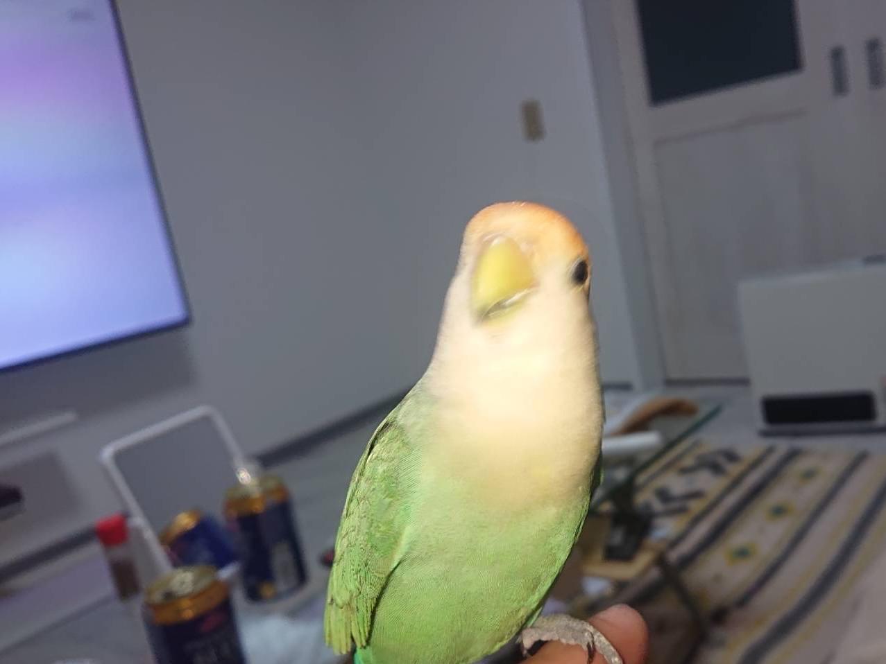 メロンちゃん メロンちゃん