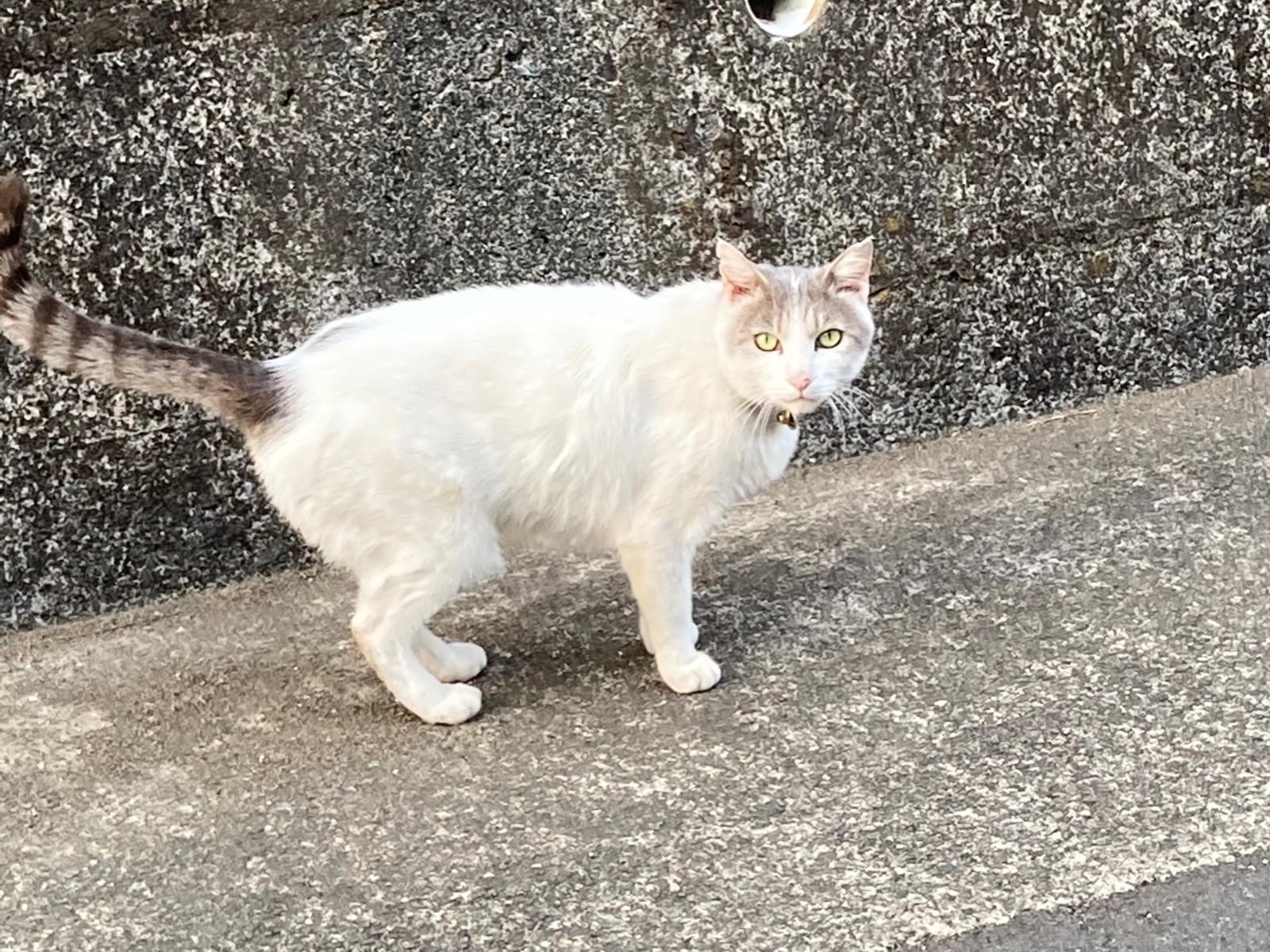 さんちゃん