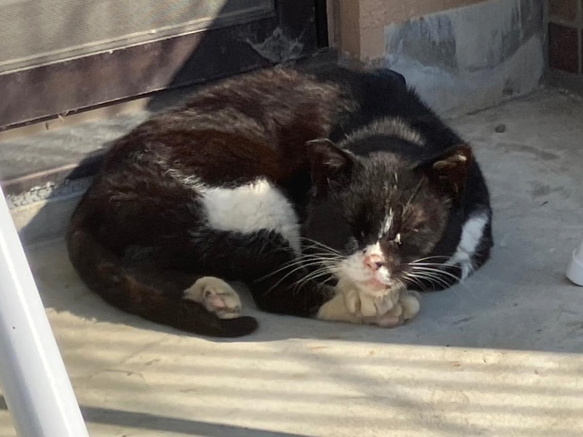 目撃された猫 目撃された猫