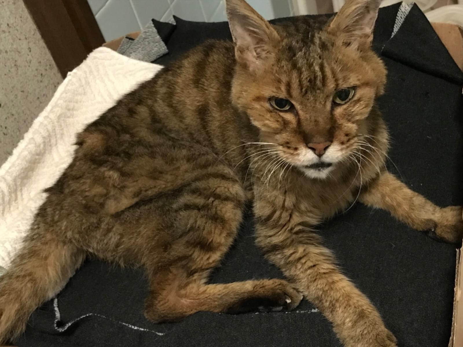 保護された猫 保護された猫