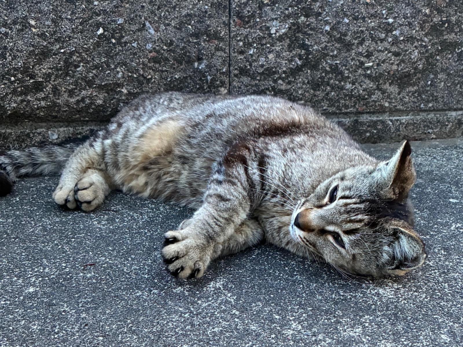 目撃された猫 目撃された猫