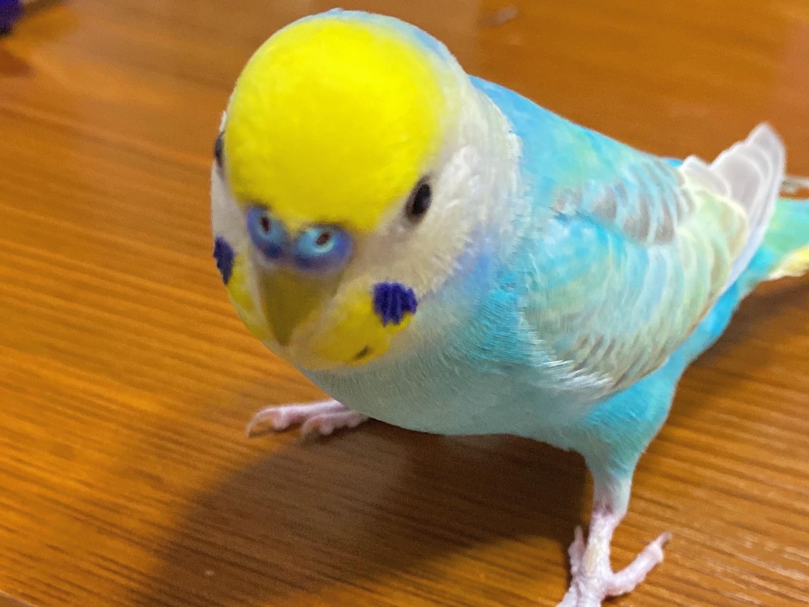 ピーちゃん ピーちゃん