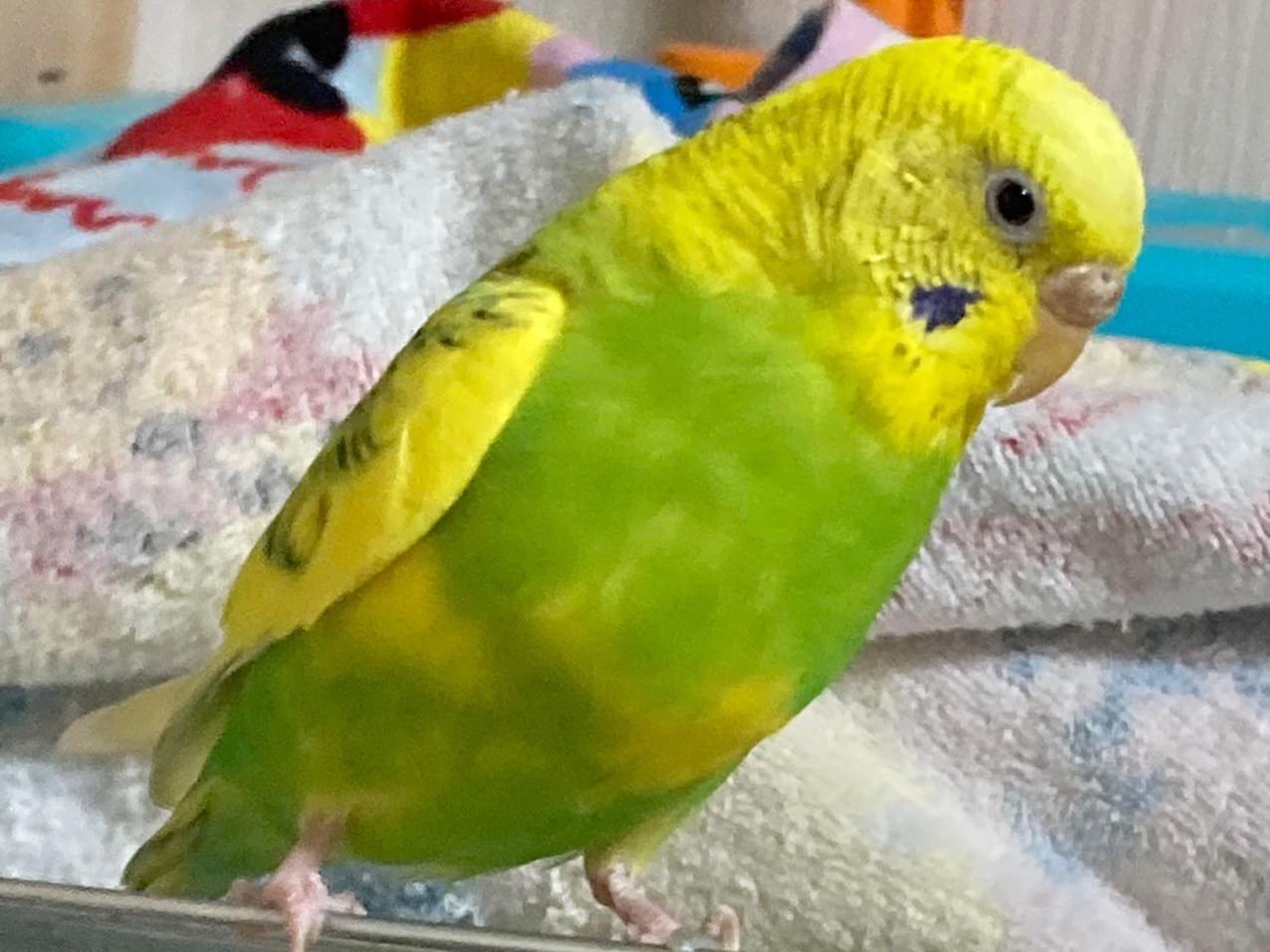 のりちゃん のりちゃん