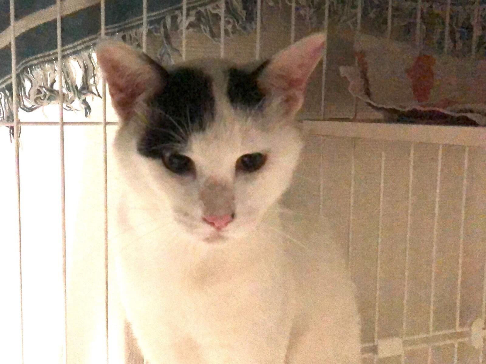 保護された猫 保護された猫