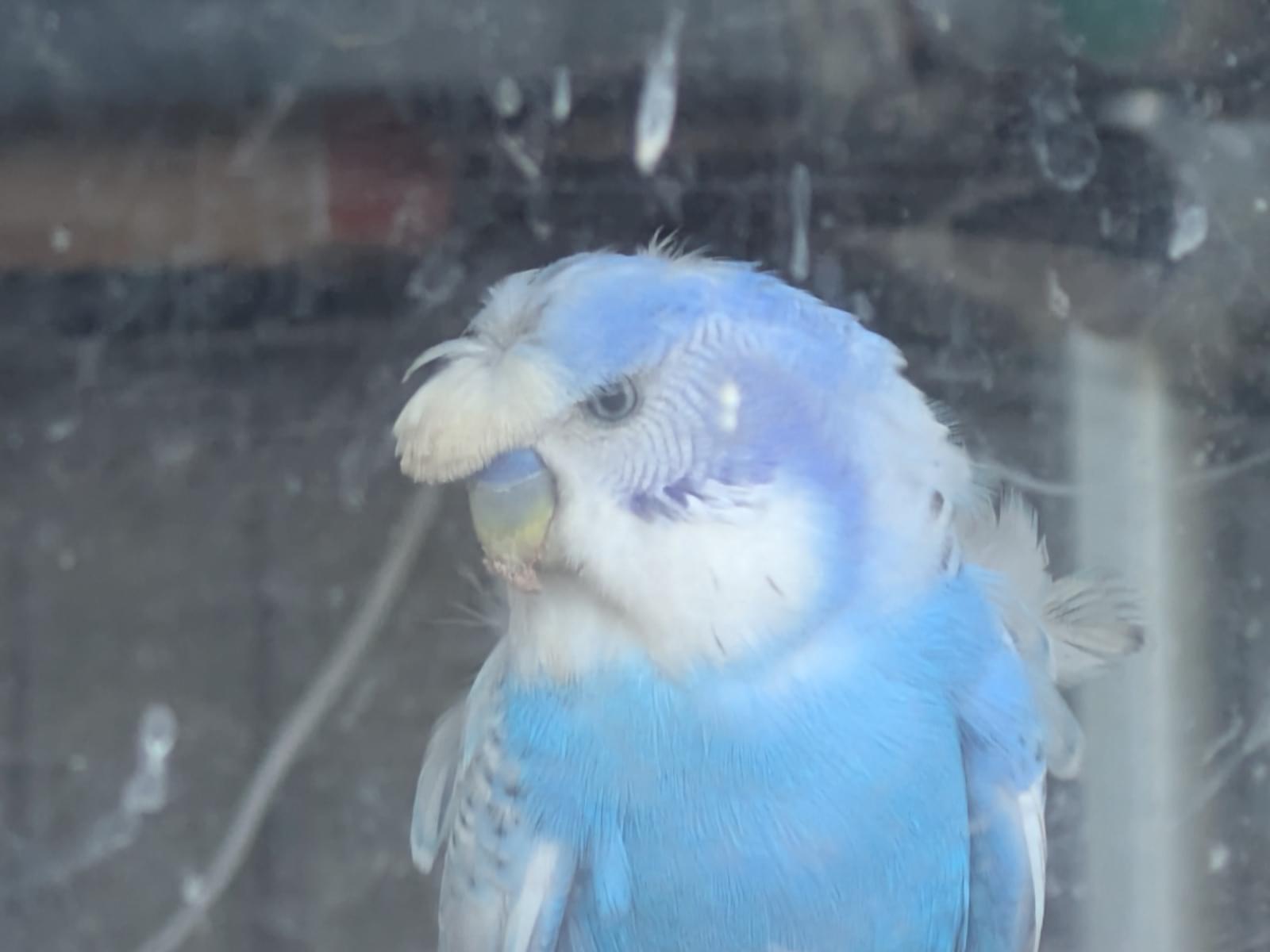コウモンチャマちゃん コウモンチャマちゃん