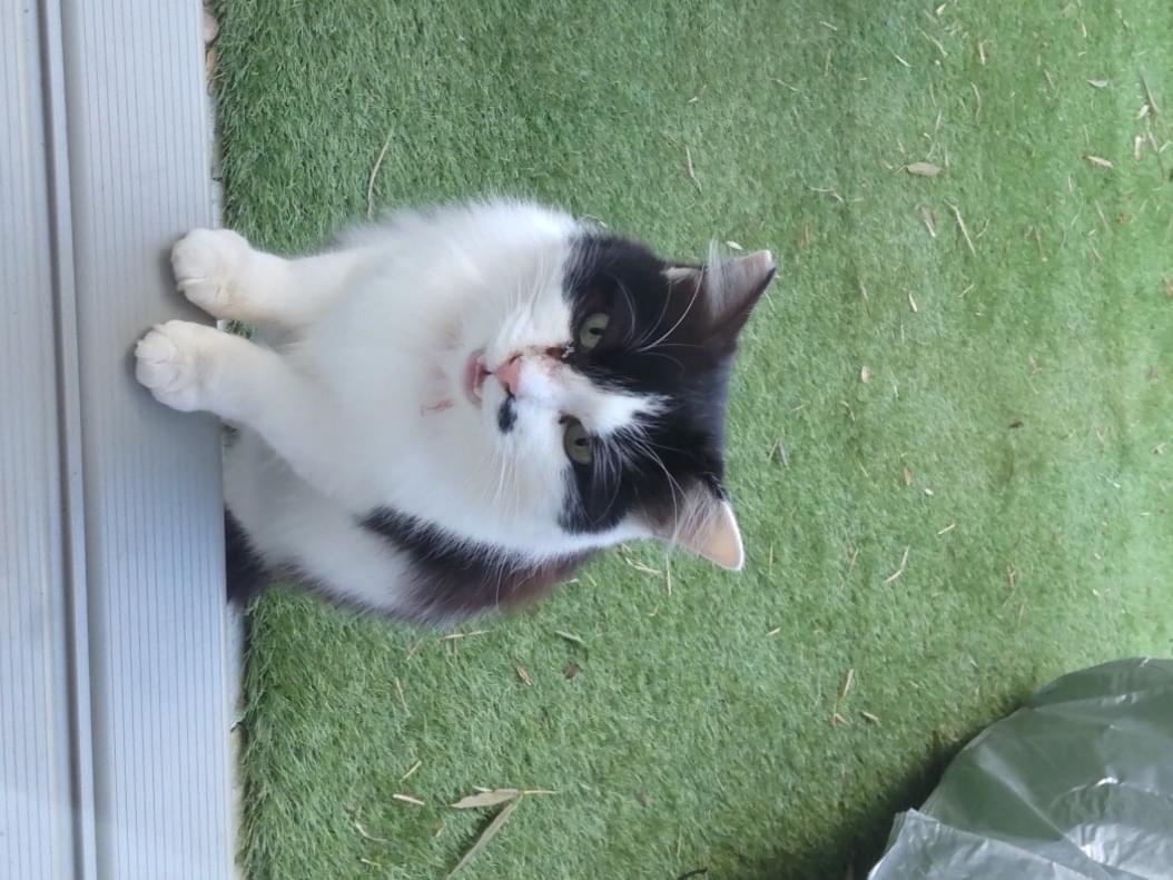 保護された猫 保護された猫