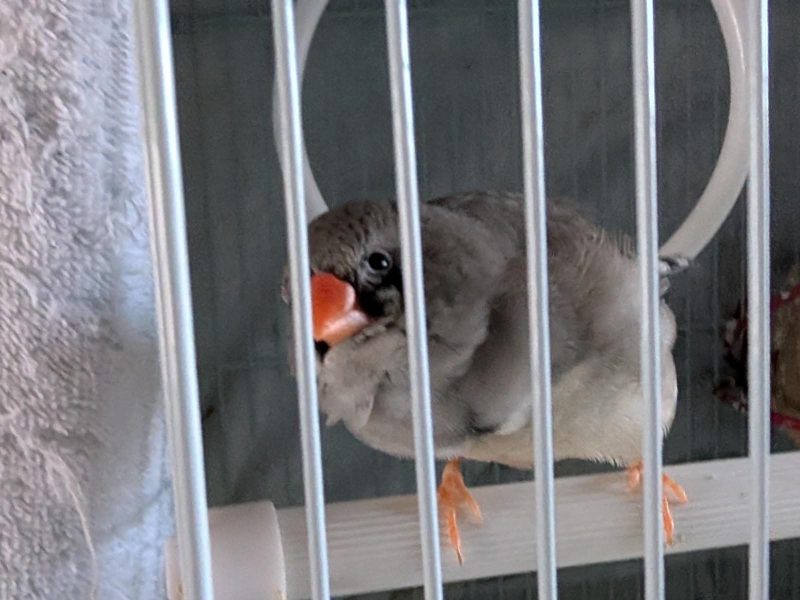 いくらちゃん いくらちゃん