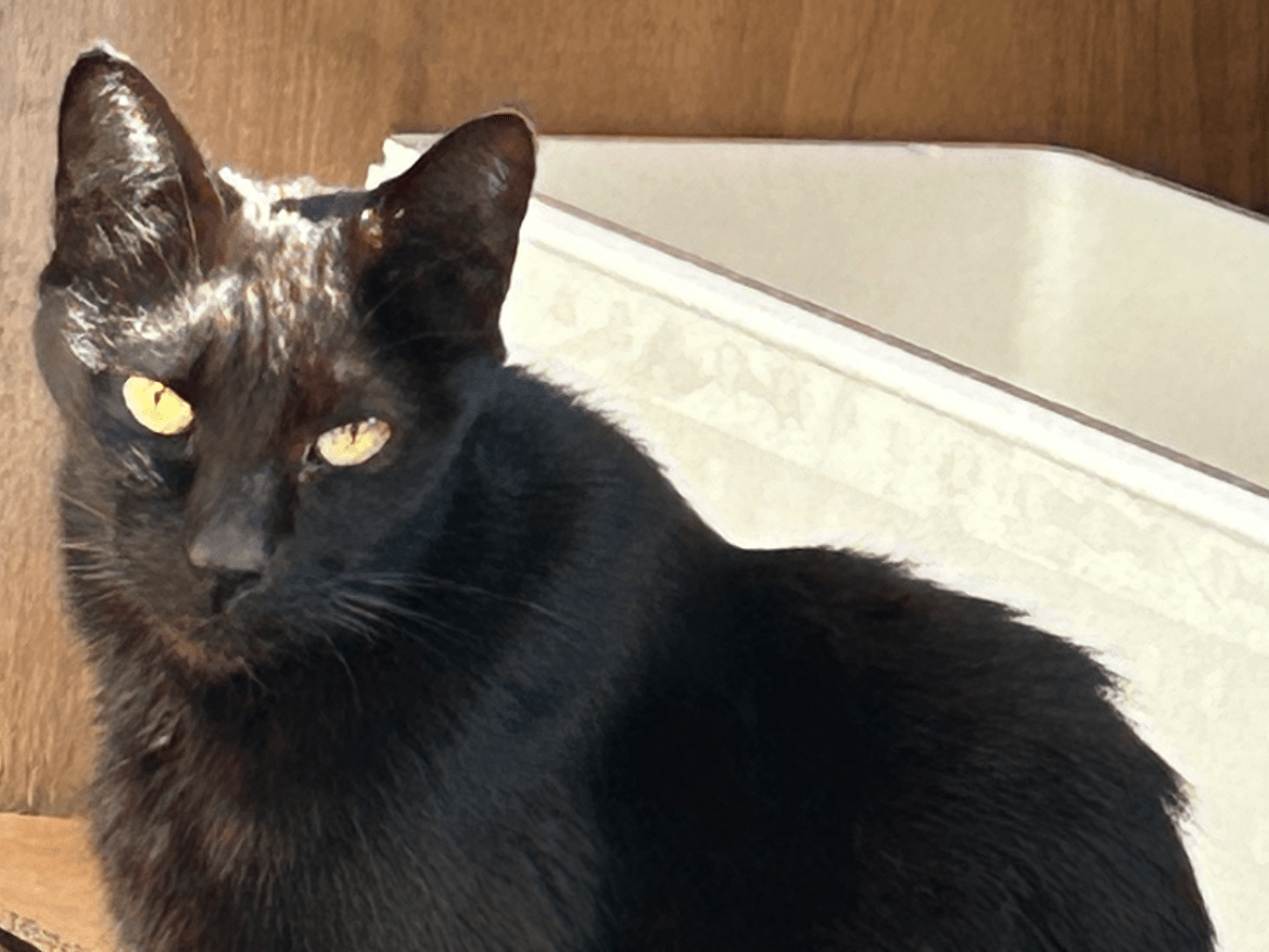 保護された猫 保護された猫