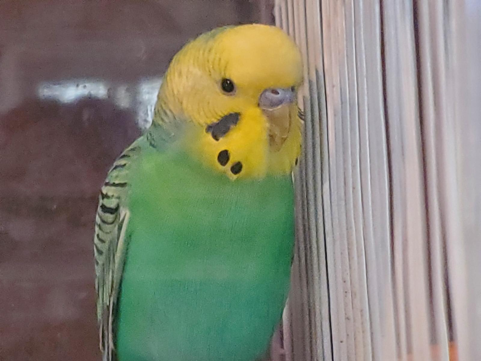 保護された鳥 保護された鳥