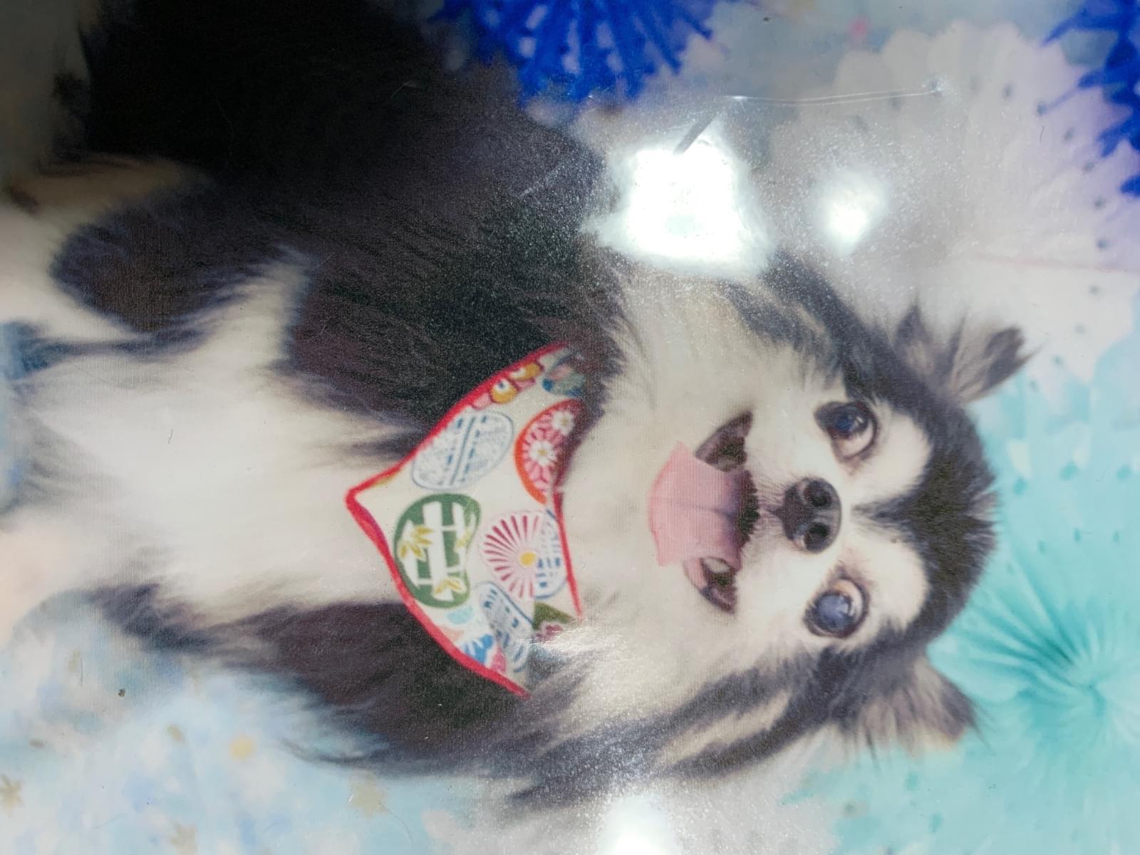 クゥちゃん クゥちゃん