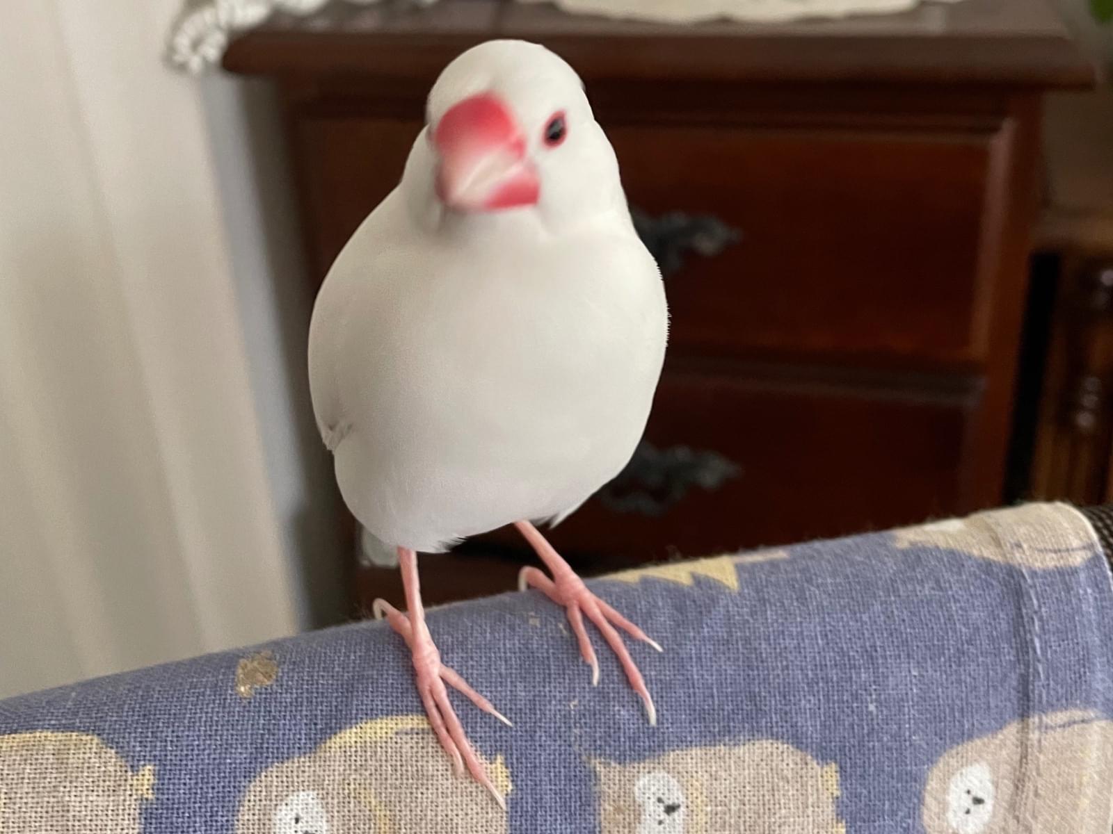 ふくちゃん ふくちゃん