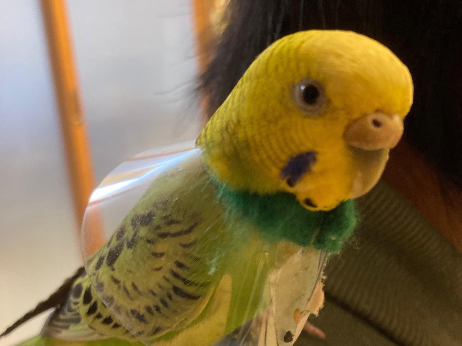 きぃちゃん きぃちゃん