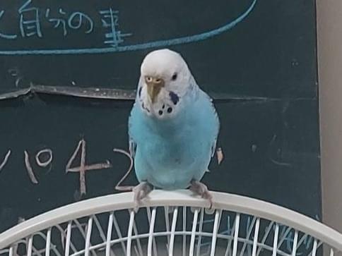 八尾ちゃん 八尾ちゃん