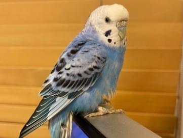 保護された鳥 保護された鳥