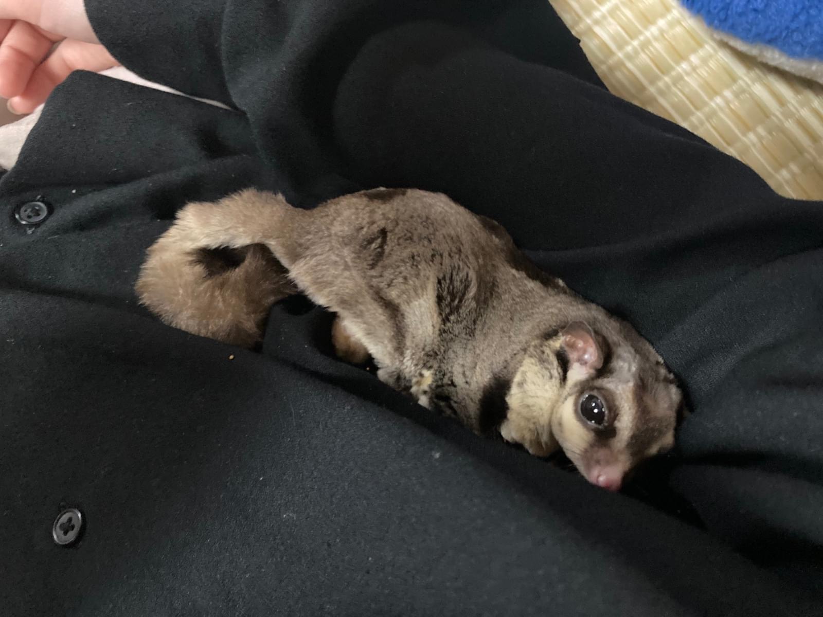 ももてつちゃん ももてつちゃん