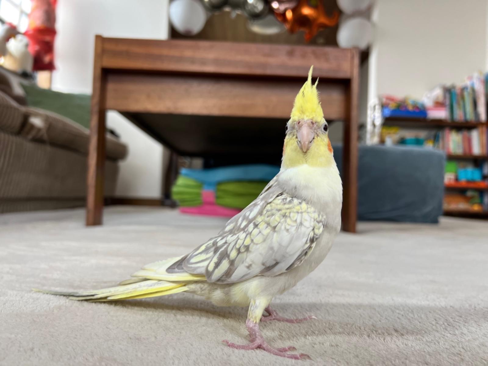 へいへいちゃん へいへいちゃん