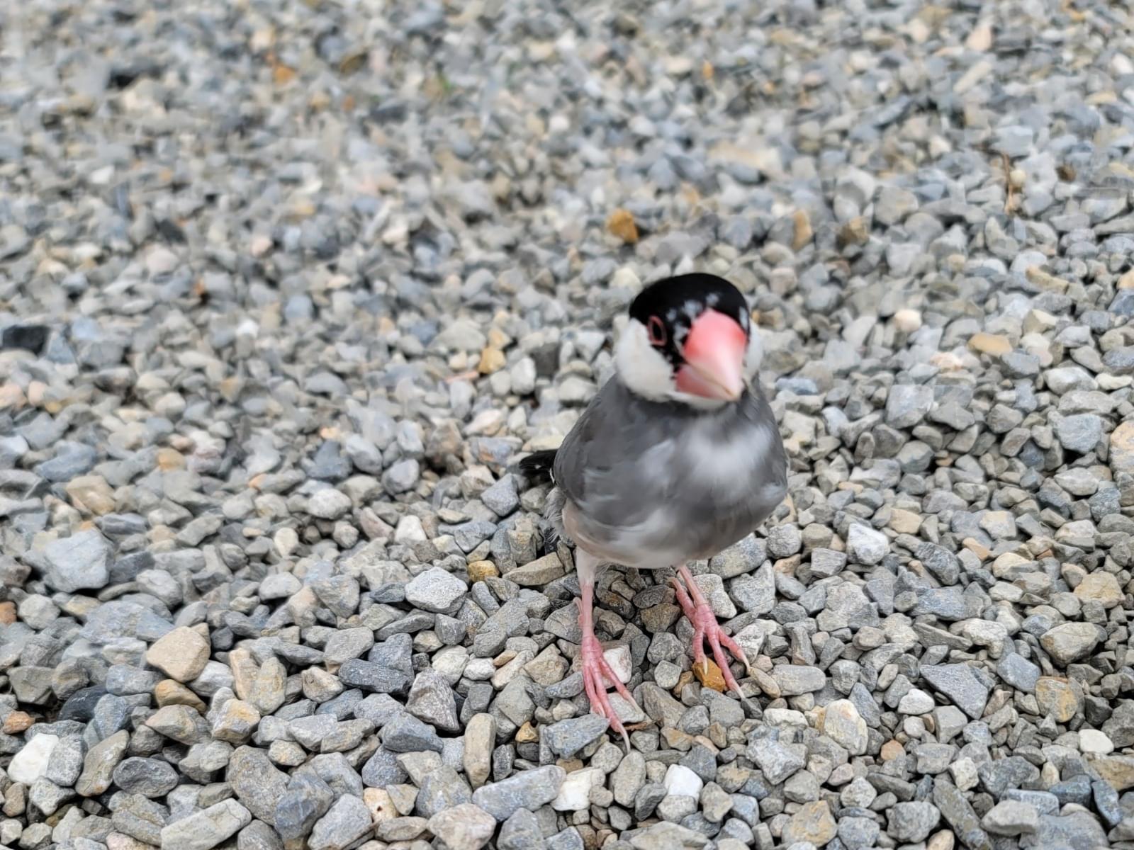 おうちゃん おうちゃん