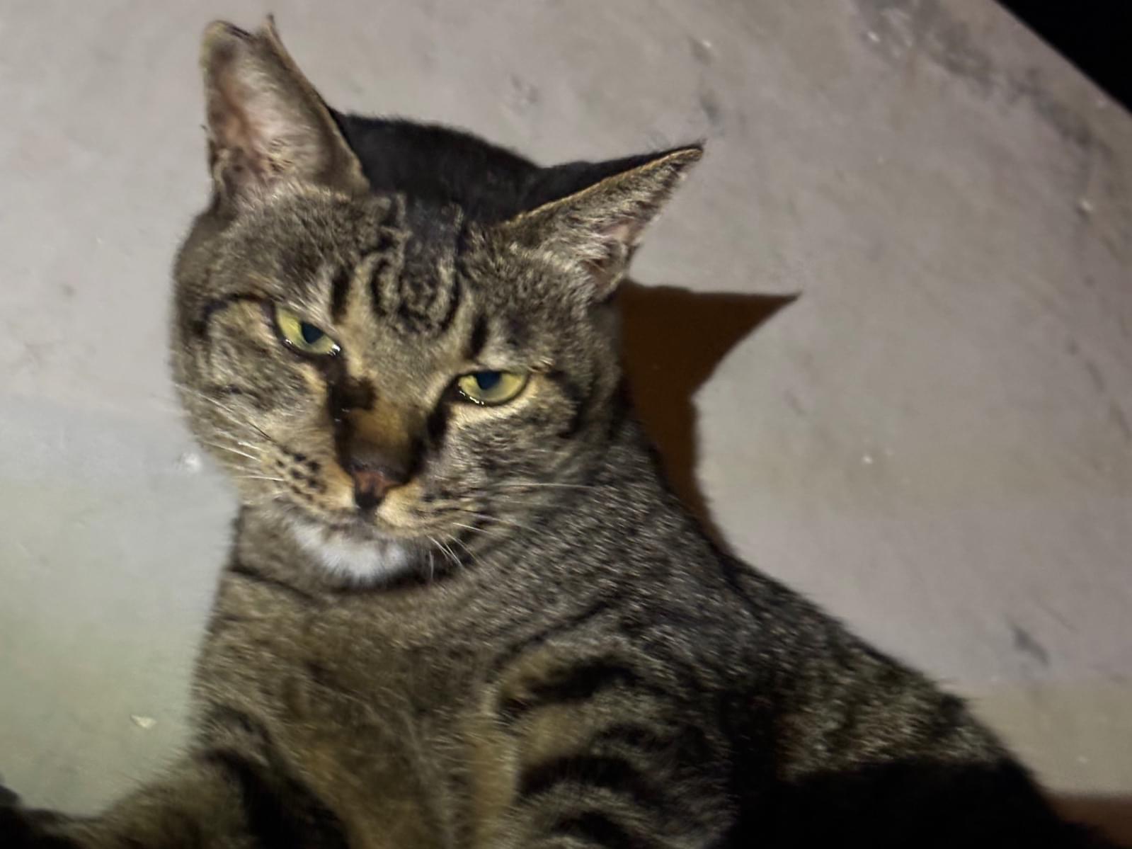 保護された猫 保護された猫