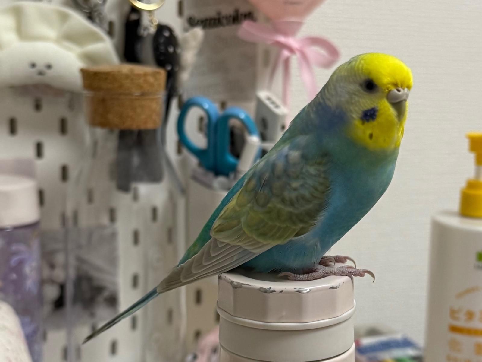 チェレステちゃん チェレステちゃん