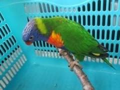 保護された鳥 保護された鳥