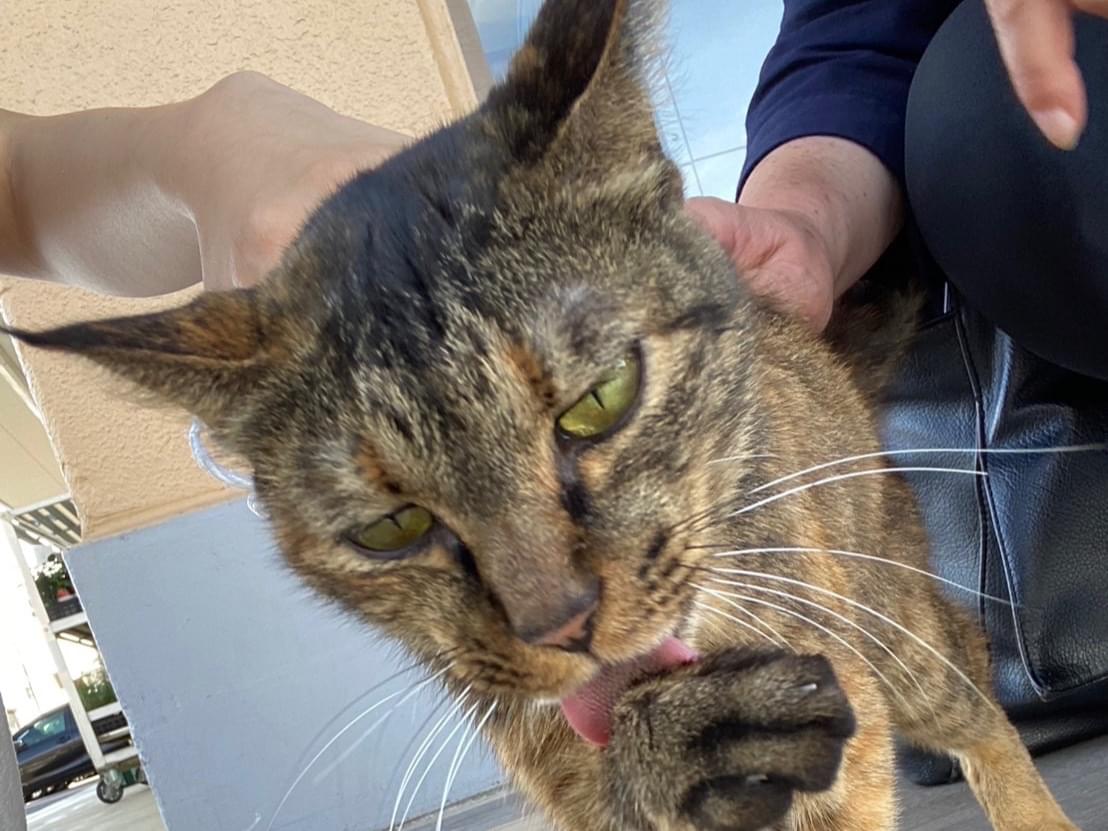 保護された猫 保護された猫