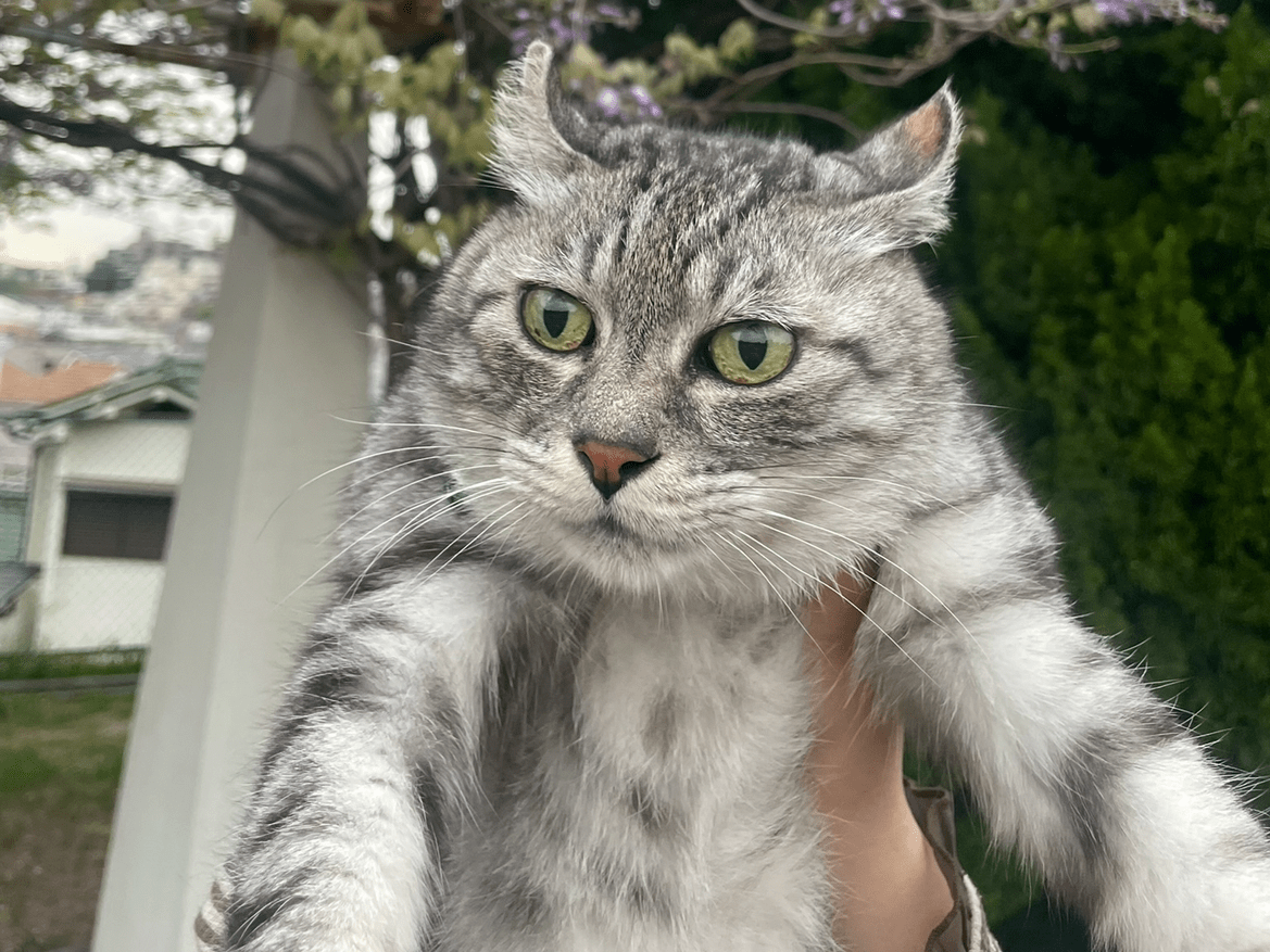 ラテちゃん