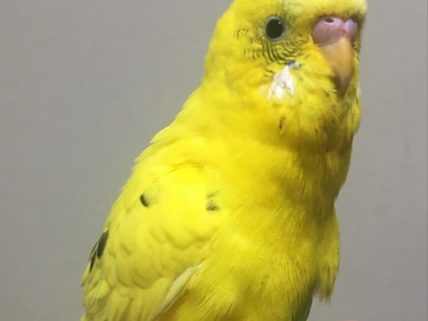 保護された鳥 保護された鳥